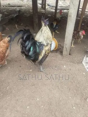 நாட்டு சேவல் - Poultry
