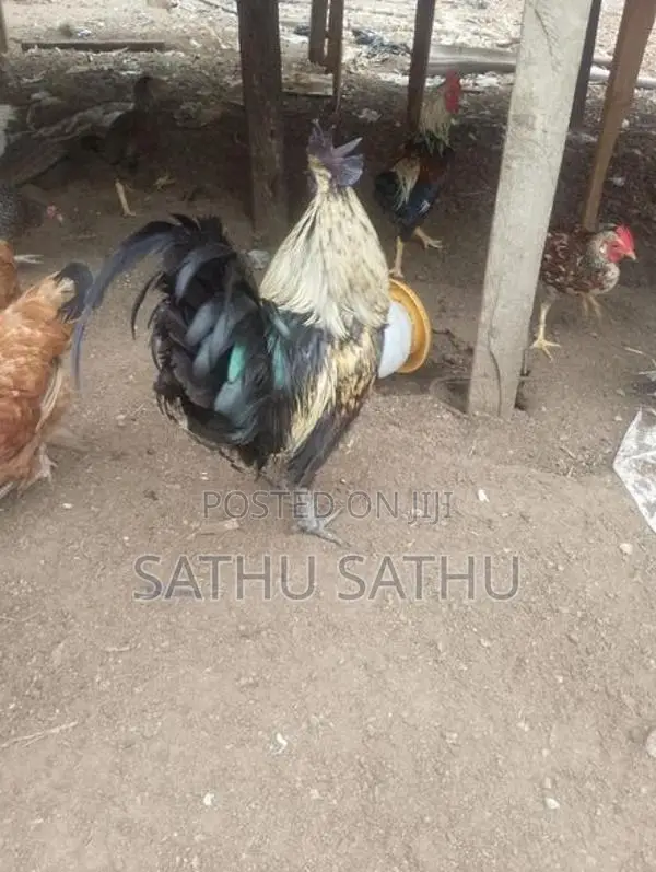 நாட்டு சேவல் - Poultry