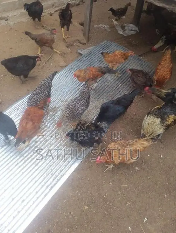 நாட்டு சேவல் - Poultry