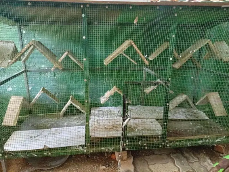 Pigeon Cage