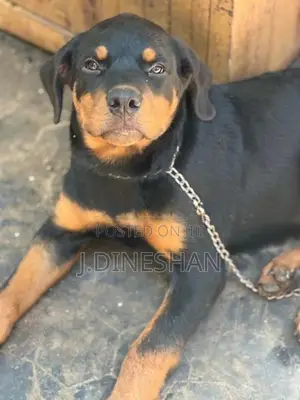 Rottweiler Puppy