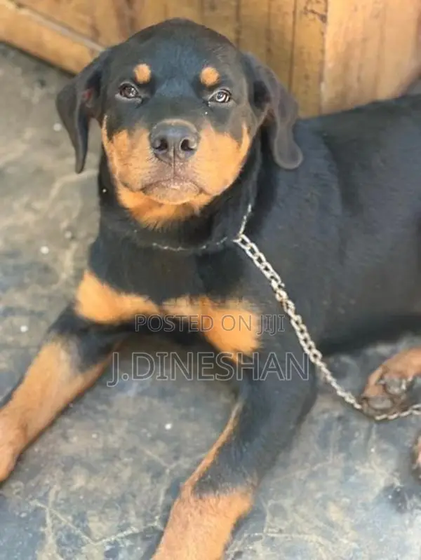 Rottweiler Puppy