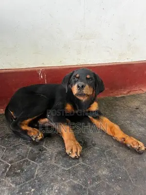 Rottweiler Puppy