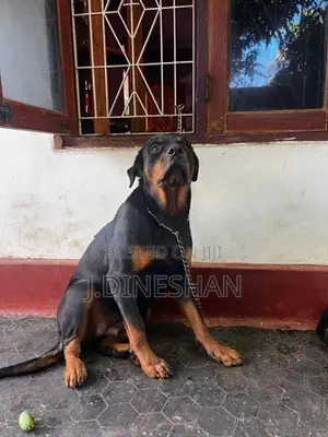 Rottweiler Puppy