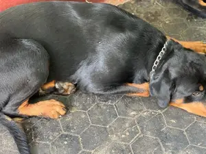 Rottweiler Puppy