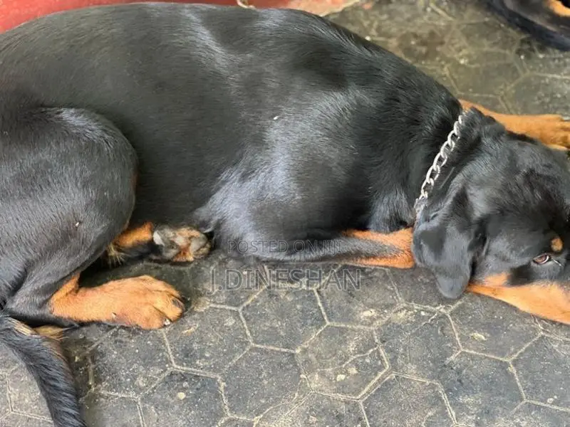 Rottweiler Puppy