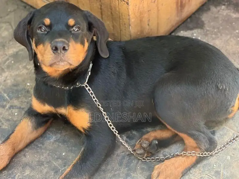 Rottweiler Puppy