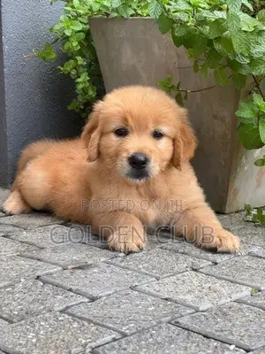 Golden Retriever Puppy