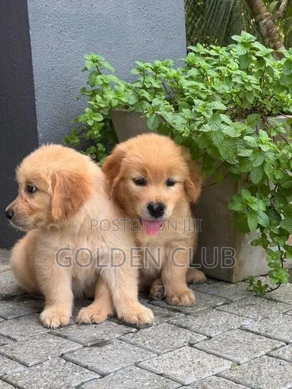 Golden Retriever Puppy