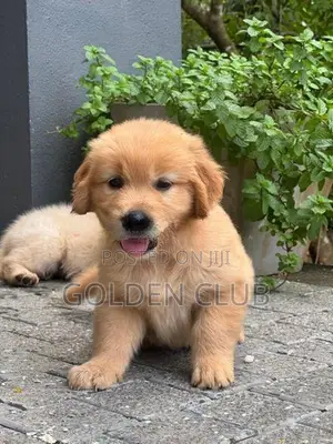 Golden Retriever Puppy