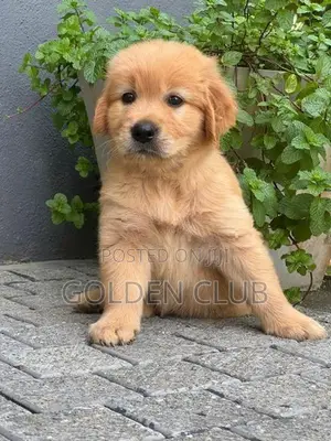 Golden Retriever Puppy