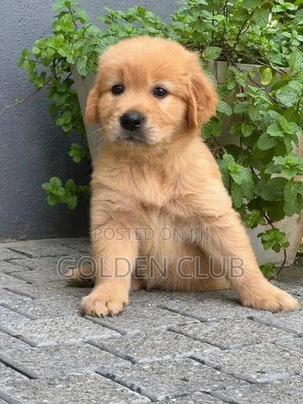 Golden Retriever Puppy