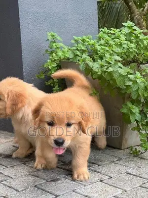 Golden Retriever Puppy