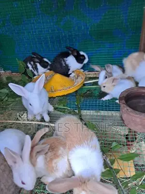 Rabbit