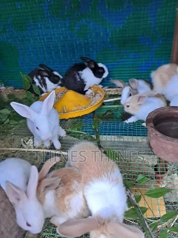 Rabbit
