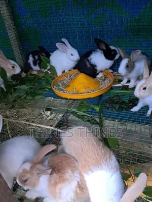 Rabbit