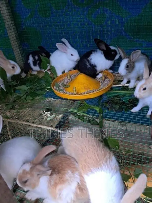 Rabbit