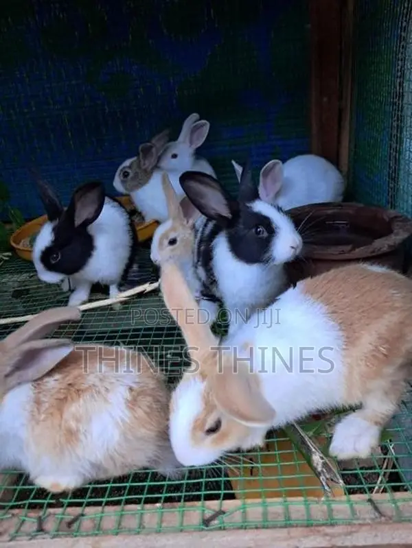 Rabbit