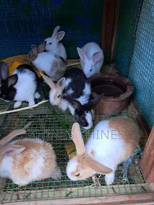 Rabbit