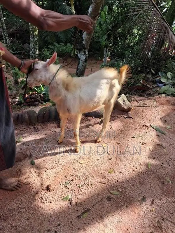 එලුවන්