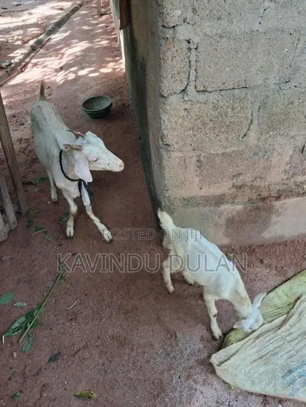 එලුවන්