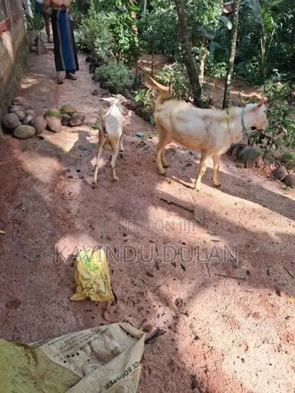 එලුවන්