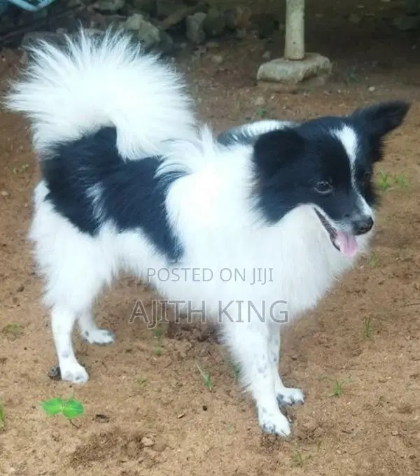 Lion Pomeranian