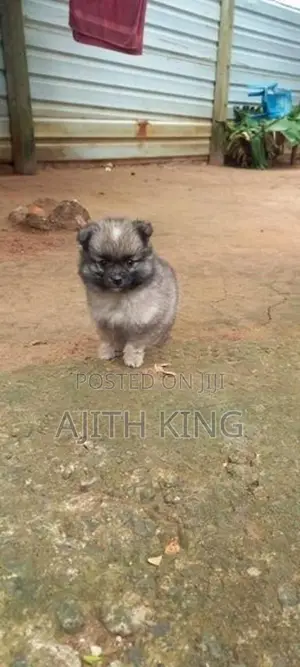 Lion Pomeranian