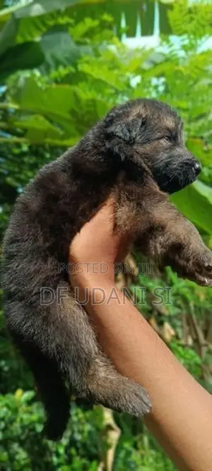 German Shepherd