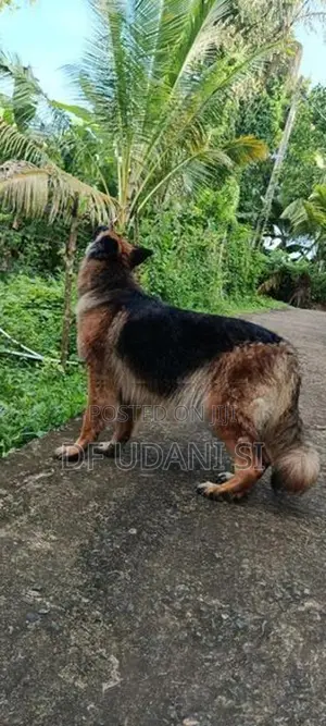 German Shepherd