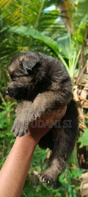 German Shepherd