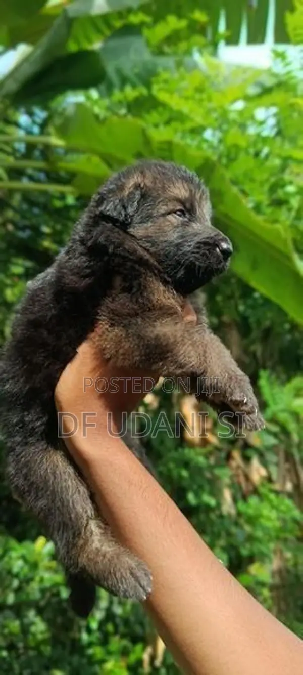 German Shepherd