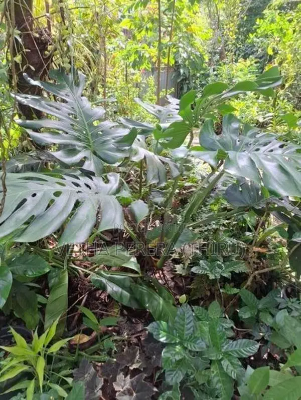 Plants