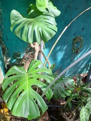 Plants