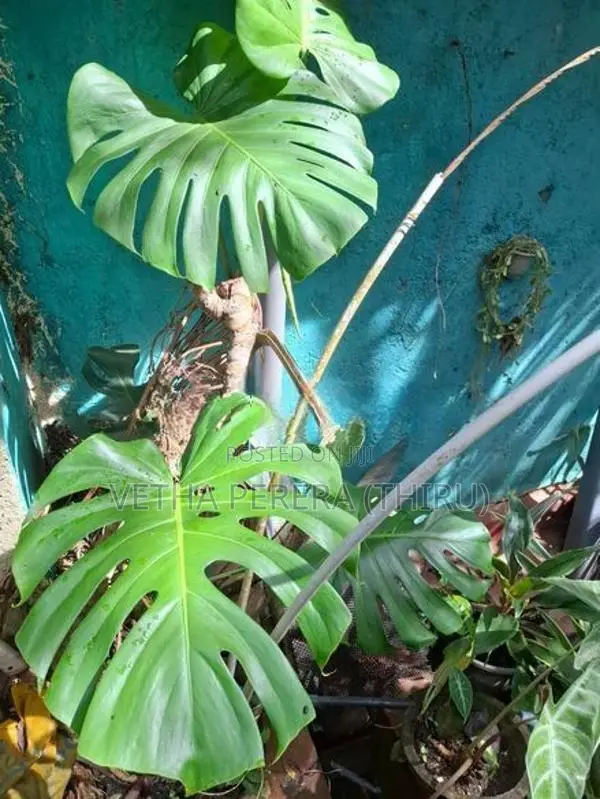 Plants