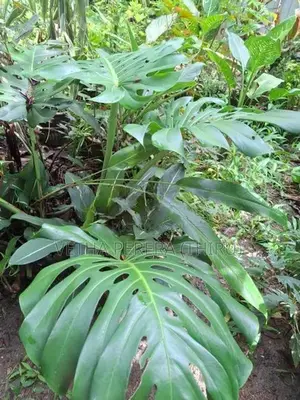 Plants