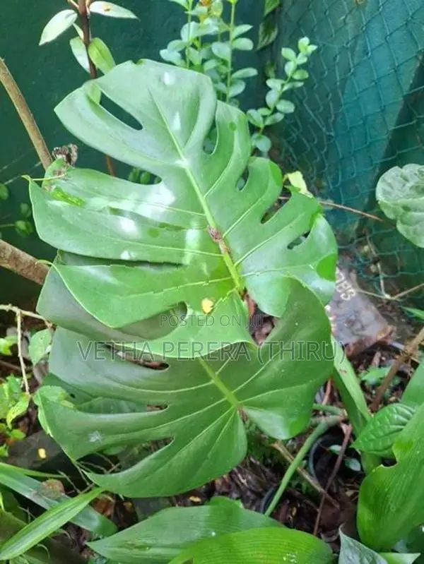 Plants