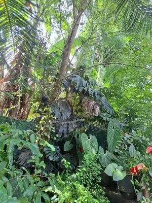 Plants