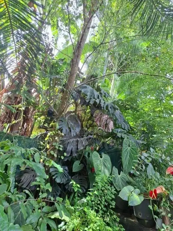 Plants