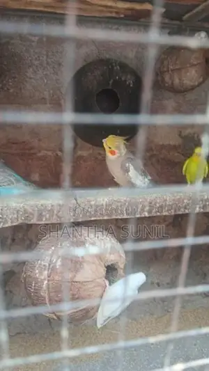 Cockatiel