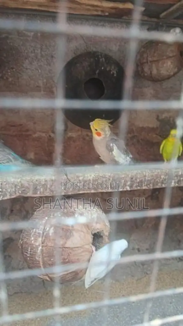 Cockatiel