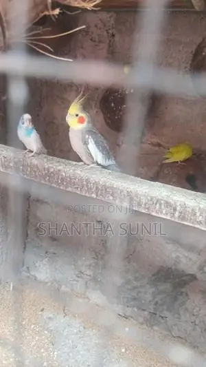 Cockatiel