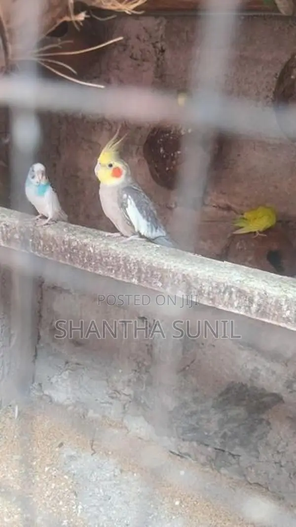 Cockatiel