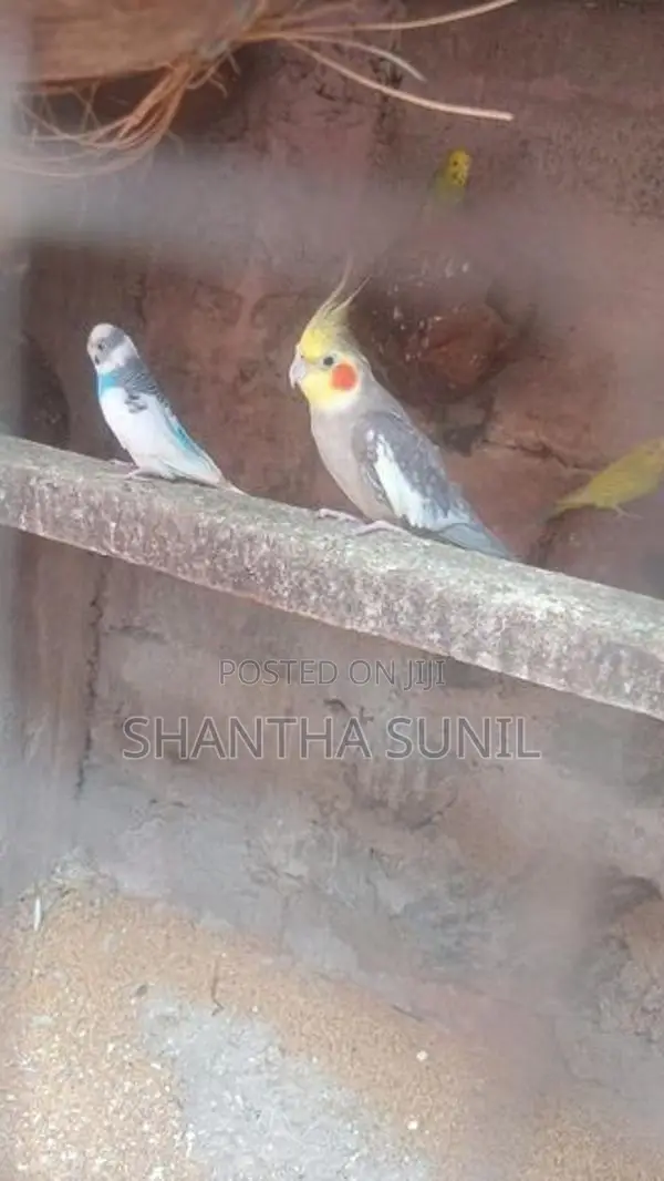 Cockatiel