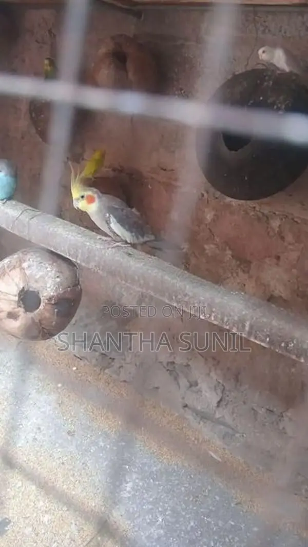 Cockatiel