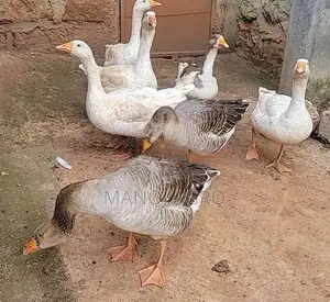 Goose Duck