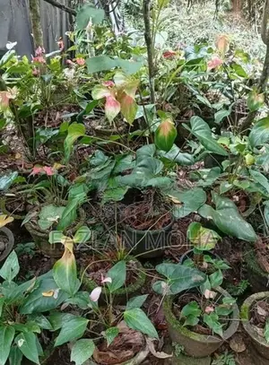 Anthuriyam Mother Plant
