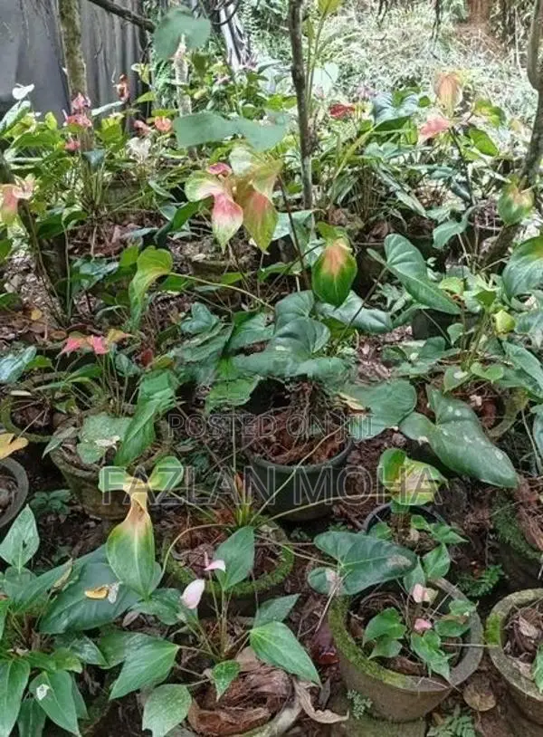 Anthuriyam Mother Plant