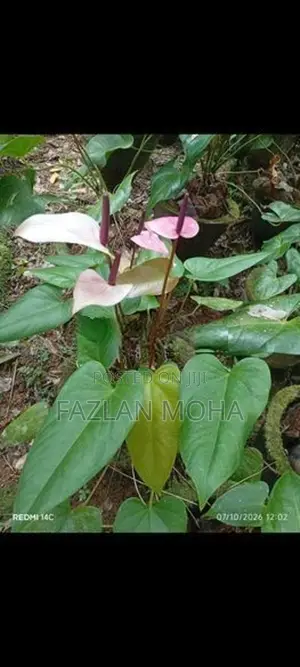Anthuriyam Mother Plant