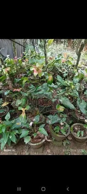 Anthuriyam